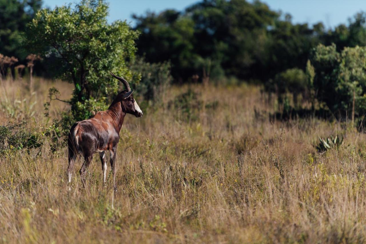 Thaba Eco Hotel Johannesburg Esterno foto